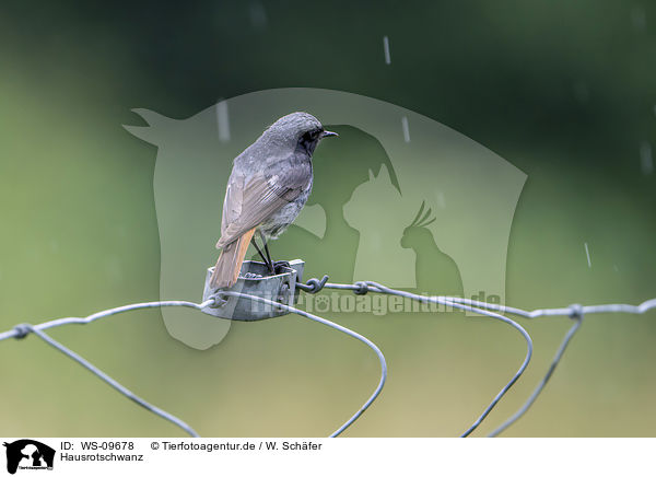 Hausrotschwanz / black redstart / WS-09678