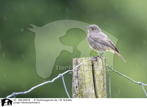 junger Hausrotschwanz / young black redstart / WS-09679