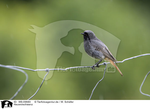 Hausrotschwanz / black redstart / WS-09680