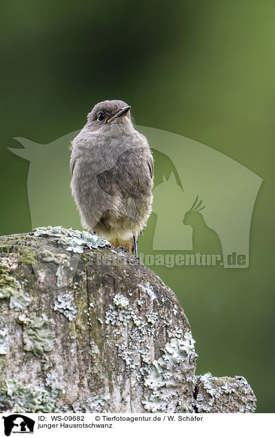 junger Hausrotschwanz / young black redstart / WS-09682