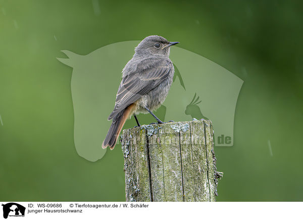junger Hausrotschwanz / young black redstart / WS-09686