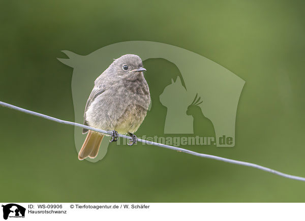 Hausrotschwanz / black redstart / WS-09906