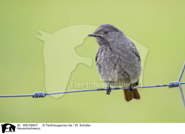 Hausrotschwanz / black redstart / WS-09907