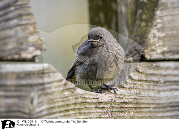 Hausrotschwanz / black redstart / WS-09919