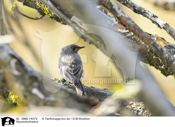 Hausrotschwanz / black redstart / DMS-14072