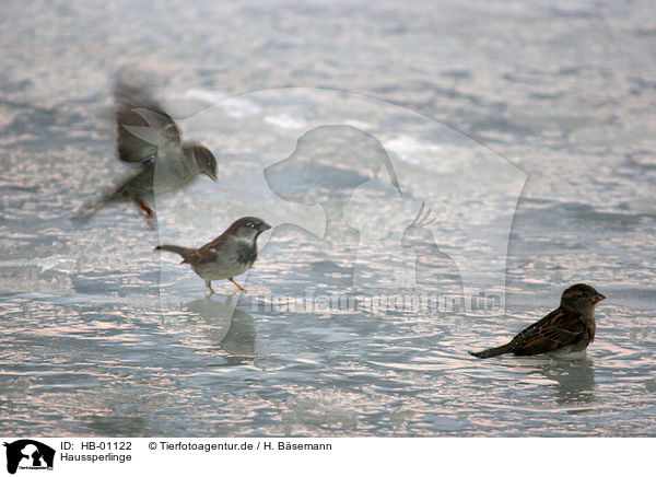 Haussperlinge / sparrows / HB-01122