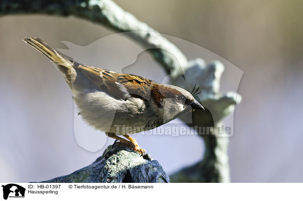 Haussperling / sparrow / HB-01397