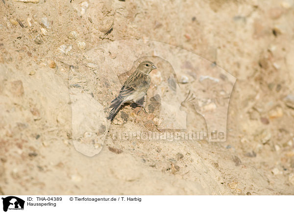 Haussperling / house sparrow / THA-04389
