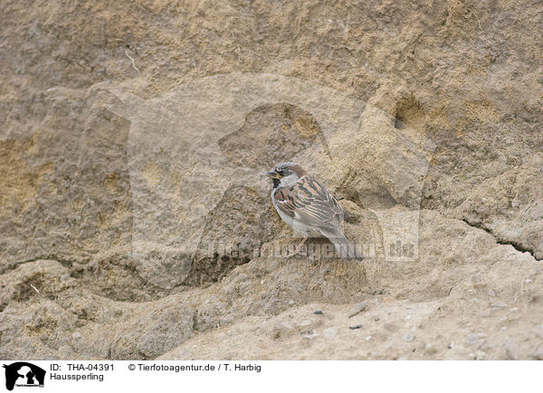 Haussperling / THA-04391