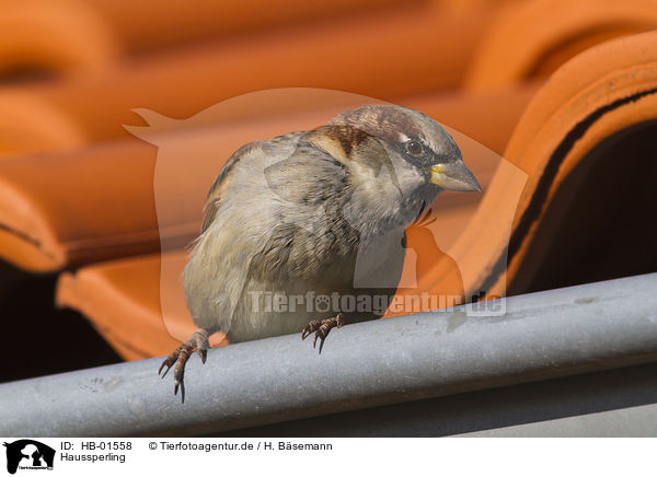 Haussperling / house sparrow / HB-01558