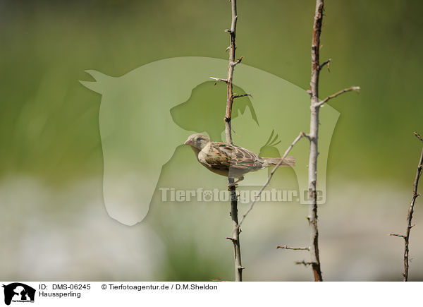 Haussperling / English house sparrow / DMS-06245