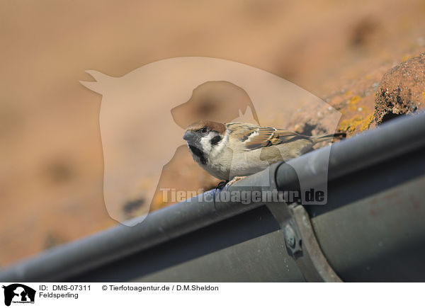 Feldsperling / Tree Sparrow / DMS-07311