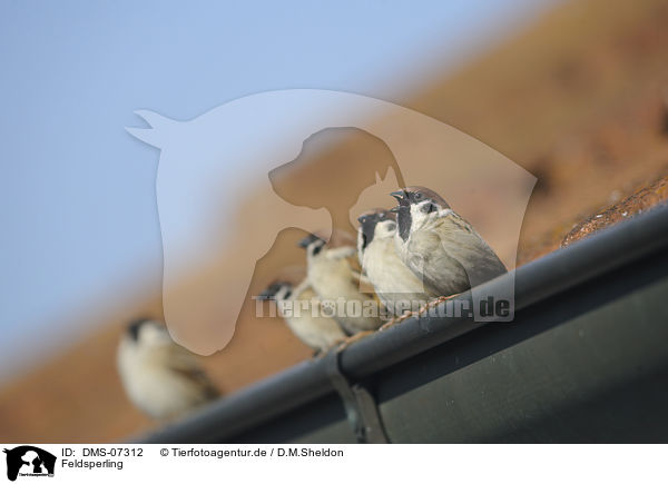 Feldsperling / Tree Sparrow / DMS-07312