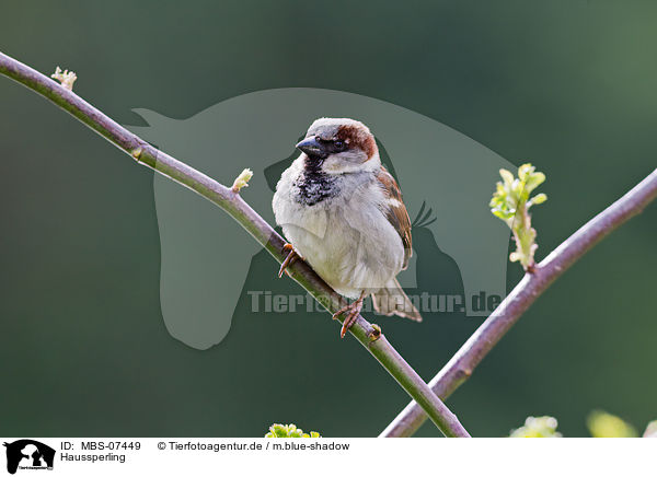 Haussperling / MBS-07449