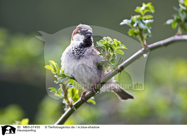 Haussperling / MBS-07450