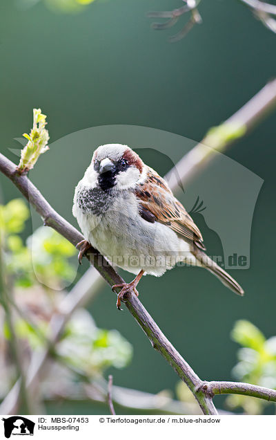 Haussperling / house sparrow / MBS-07453