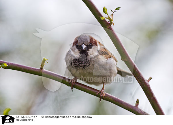 Haussperling / house sparrow / MBS-07457