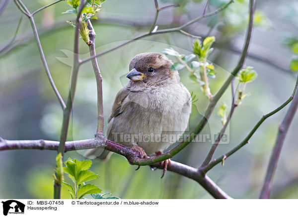 Haussperling / MBS-07458