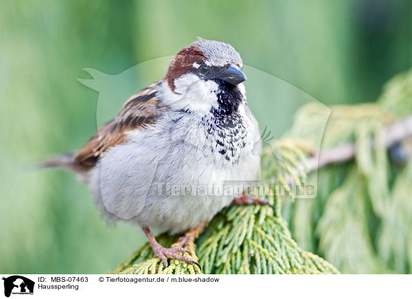 Haussperling / MBS-07463