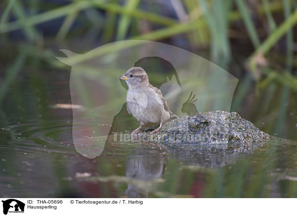 Haussperling / THA-05696