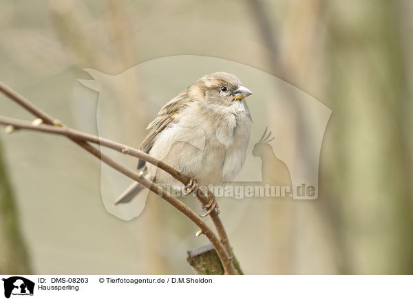 Haussperling / DMS-08263