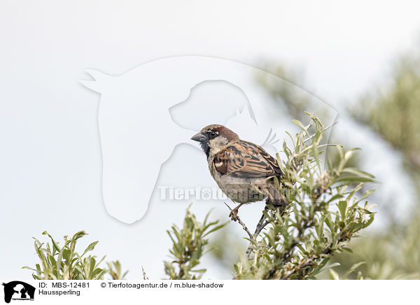 Haussperling / MBS-12481