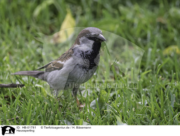 Haussperling / English house sparrow / HB-01781