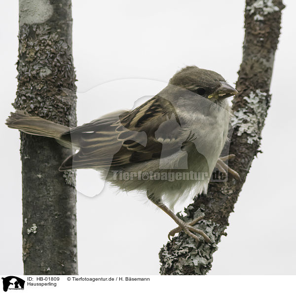 Haussperling / English house sparrow / HB-01809