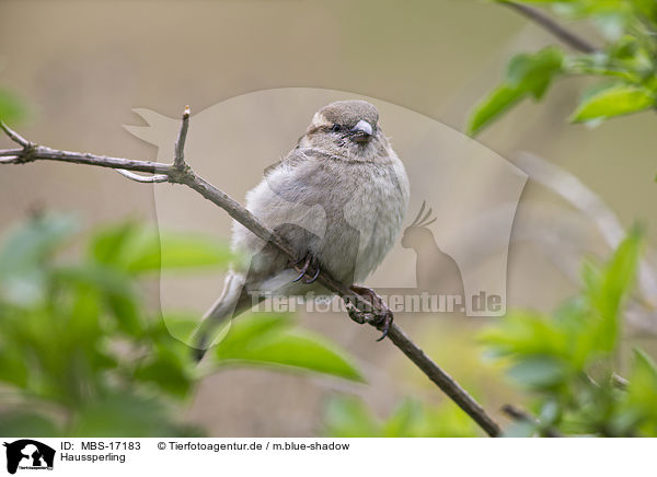 Haussperling / English house sparrow / MBS-17183