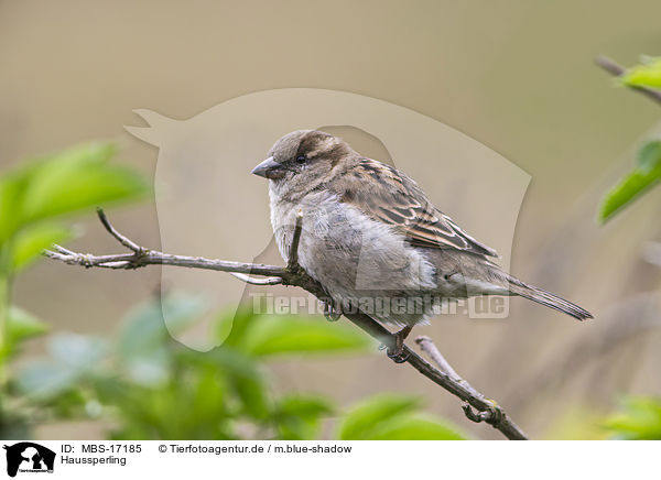 Haussperling / English house sparrow / MBS-17185