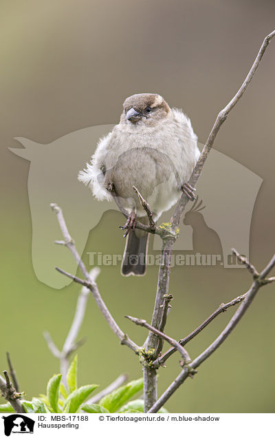 Haussperling / English house sparrow / MBS-17188