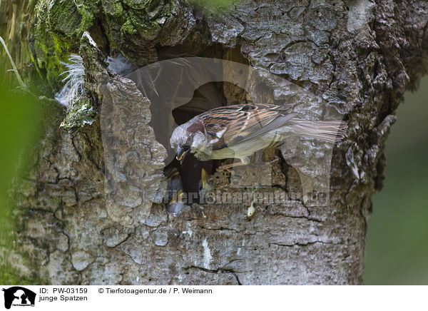 junge Spatzen / young sparrows / PW-03159