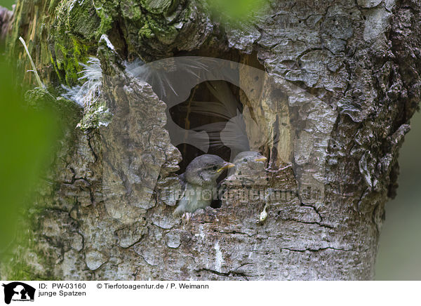 junge Spatzen / young sparrows / PW-03160