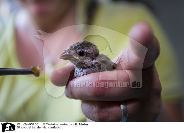 Singvogel bei der Handaufzucht / Songbird hand-raised / KMI-05256
