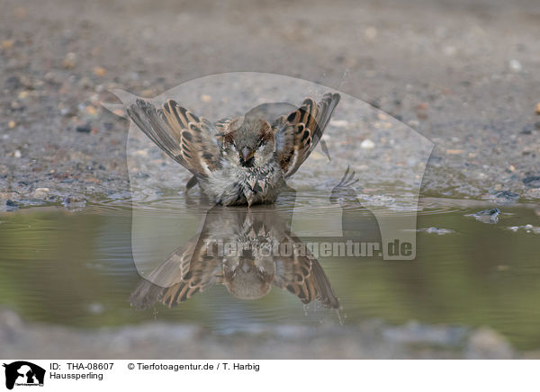 Haussperling / English house sparrow / THA-08607