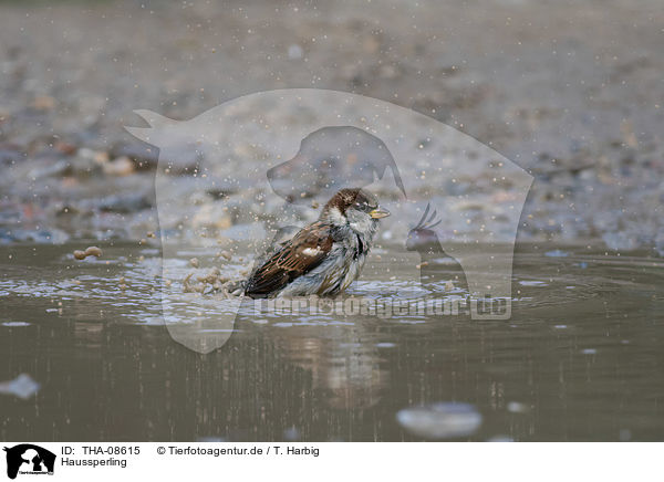 Haussperling / English house sparrow / THA-08615