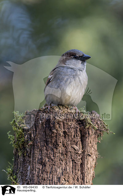 Haussperling, / English house sparrow / WS-09430
