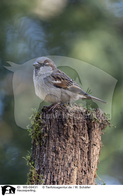Haussperling, / English house sparrow / WS-09431