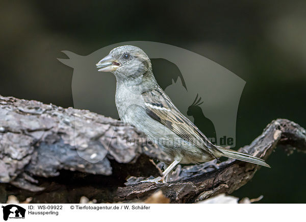 Haussperling / English house sparrow / WS-09922