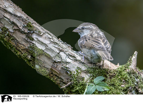 Haussperling / English house sparrow / WS-09928
