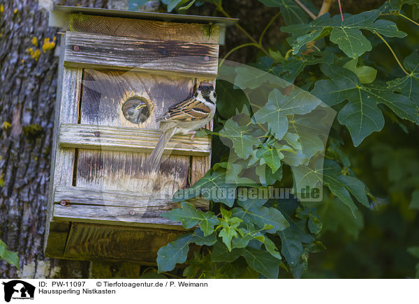 Haussperling Nistkasten / House Sparrow Nest Box / PW-11097