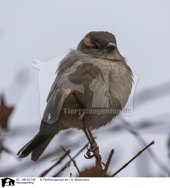 Haussperling / English house sparrow / HB-02106