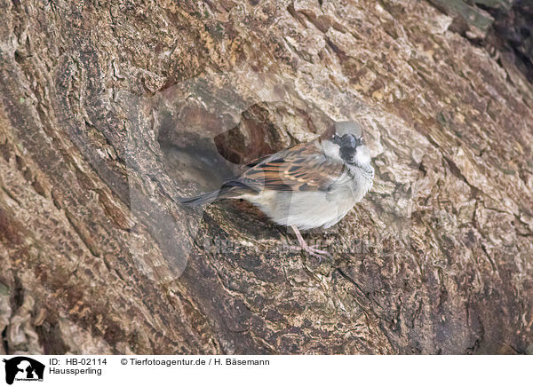 Haussperling / English house sparrow / HB-02114