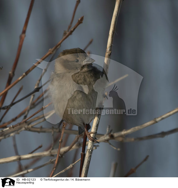 Haussperling / English house sparrow / HB-02123