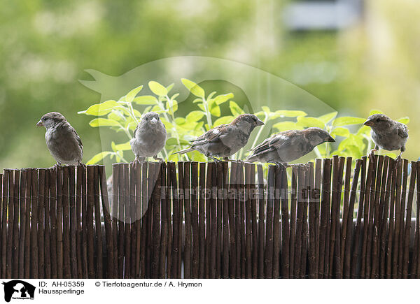 Haussperlinge / English house sparrows / AH-05359