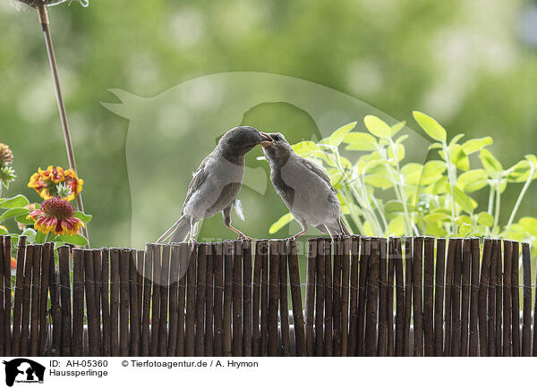 Haussperlinge / English house sparrows / AH-05360