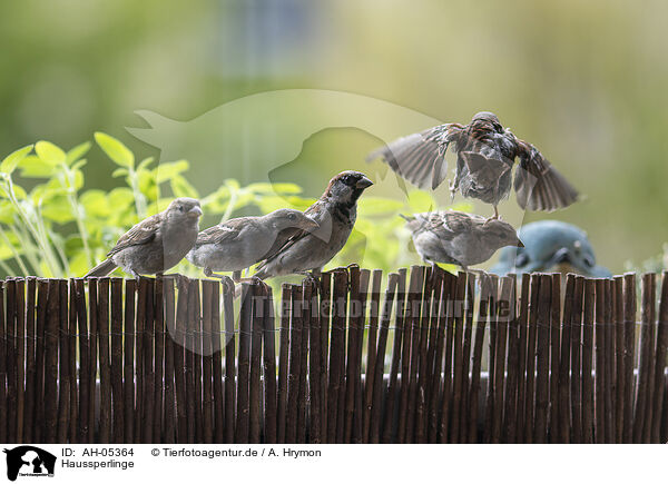 Haussperlinge / English house sparrows / AH-05364