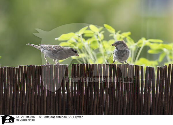 Haussperlinge / English house sparrows / AH-05366