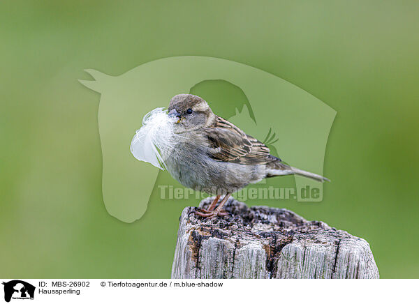 Haussperling / English house sparrow / MBS-26902