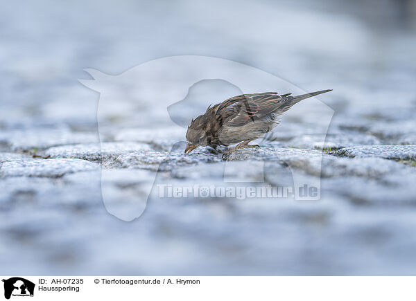 Haussperling / English house sparrow / AH-07235